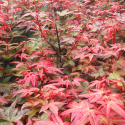 Picture of Acer Chishio H/W 