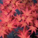 Picture of Acer Chishio Multileader