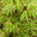 Picture of Acer Coonara Pygmy H/W 100cm