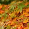 Picture of Acer Coonara Pygmy H/W 