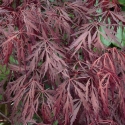 Picture of Acer Crimson King H/W