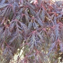 Picture of Acer Crimson Princess Multileader