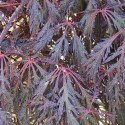 Picture of Acer Crimson Queen Dwarf