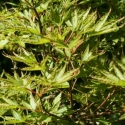 Picture of Acer Crippsii