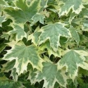 Picture of Acer Drummondii