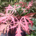 Picture of Acer Earthfire H/W