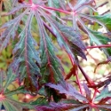 Picture of Acer Earthfire