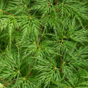Picture of Acer Emerald Lace Multileader