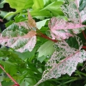 Picture of Acer Esk Flamingo