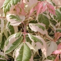 Picture of Acer Flamingo