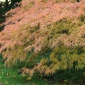 Picture of Acer Flavescens H/W 60cm