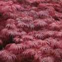 Picture of Acer Garnet