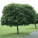 Picture of Acer Globosum 1.5m H/W