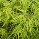 Picture of Acer Green Cascade
