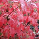 Picture of Acer Griseum