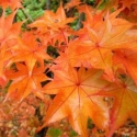 Picture of Acer Hogyoku