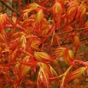 Picture of Acer Katsura H/W