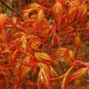 Picture of Acer Katsura