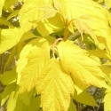 Picture of Acer Kellys Gold