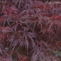 Picture of Acer Lace Lady