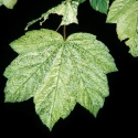 Picture of Acer Leopoldii