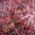 Picture of Acer Lion Heart