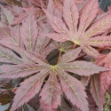 Picture of Acer Mirte