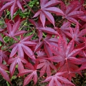 Picture of Acer Moonfire