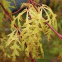 Picture of Acer Moss Gold 