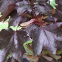 Picture of Acer Nigrum