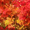 Picture of Acer October Glory