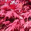 Picture of Acer Okagami