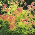 Picture of Acer Orange Dream