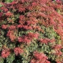 Picture of Acer Orangeola H/W 