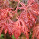 Picture of Acer Orangeola