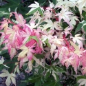 Picture of Acer Oridi Nishiki