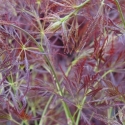 Picture of Acer Ornatum Variegatum H/W 