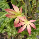 Picture of Acer Peaches and Cream