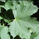 Picture of Acer Platanoides