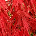 Picture of Acer Red Dragon L/W