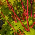 Picture of Acer Red Wood