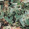 Picture of Acer Roseo Marginata