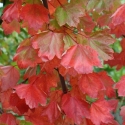 Picture of Acer Rubrum Columnare