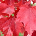 Picture of Acer Rubrum Red Sunset