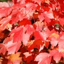 Picture of Acer Rubrum