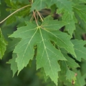 Picture of Acer Saccharinum