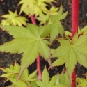 Picture of Acer Sango Kaku (Senkaki) H/W