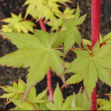 Picture of Acer Sango Kaku (Senkaki)