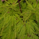 Picture of Acer Seiryu