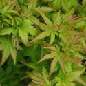 Picture of Acer Sharps Pygmy H/W